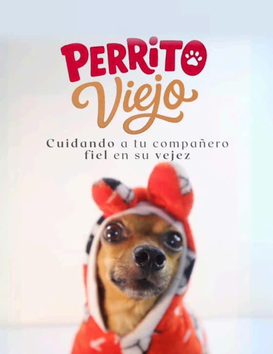 Perrito Viejo — la guía